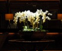 Orchids in the hotel lobby